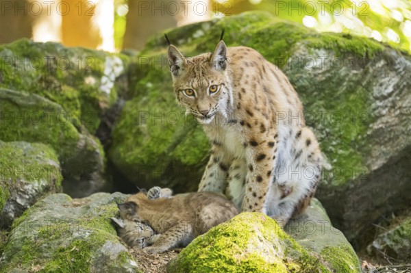 Eurasian lynx (Lynx lynx) mother with her youngsters (cubs) sitting on a rock in a forest, Bavaria, Germany