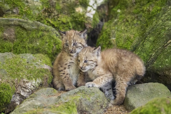 Eurasian lynx (Lynx lynx) youngsters (cubs) on a rock in a forest, Bavaria, Germany