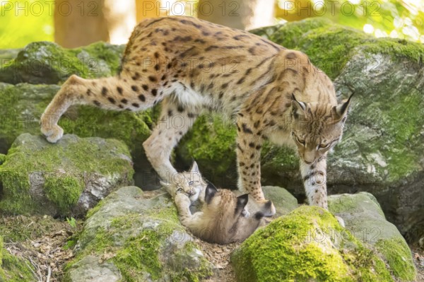 Eurasian lynx (Lynx lynx) mother with her youngsters (cubs) on a rock in a forest, Bavaria, Germany