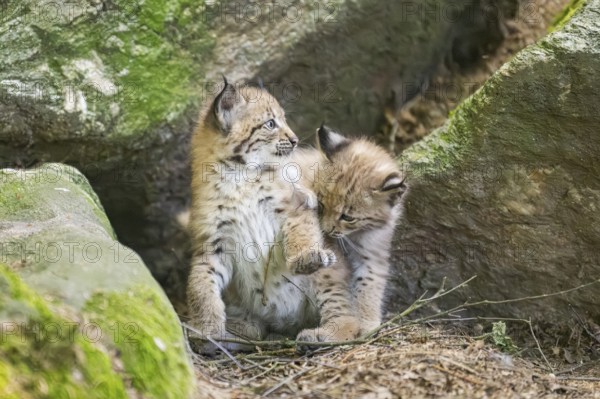 Eurasian lynx (Lynx lynx) mother with her youngsters (cubs) playing between rocks with each other in a forest, Bavaria, Germany