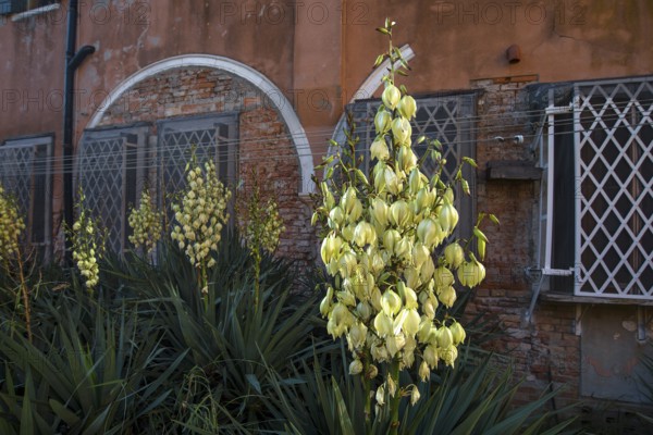 Blooming palm lilies (Yucca gloriosa) in front of a brick wall on the island of Giudecca, Veneto, Italy