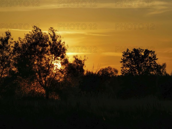 The silhouettes of trees against a bright orange evening sky on the banks of the Spree, Brandenburg