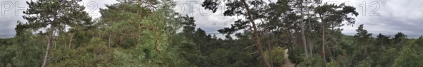 Panoramic view of a wooded landscape through which a sandy path leads on the Baltic Sea under a cloudy sky, Fresh Spit, Polish Baltic Sea, Poland