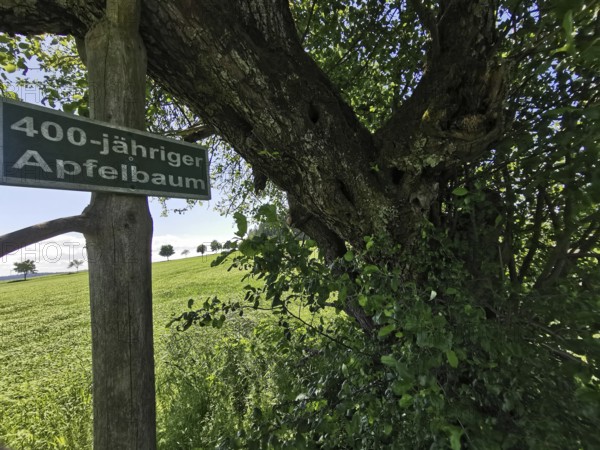 Four hundred year old apple tree (malus domestica) with a sign in a green landscape, Brandenburg