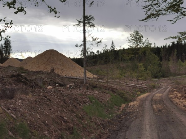 A path through a spruce forest (picea) destroyed by the bark beetle (Scolytinae) with tree stumps under a cloudy sky, climate change in the Franconian Forest nature park Park flanked by piles of wood, Franconian Forest Nature Park