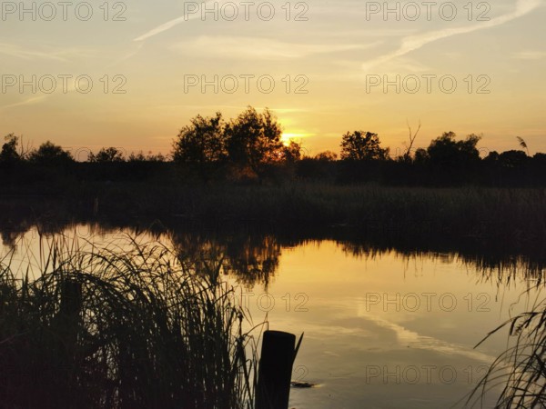 The calm Spree at sunset with reeds (phragmitis australis) and a bright sky, Brandenburg