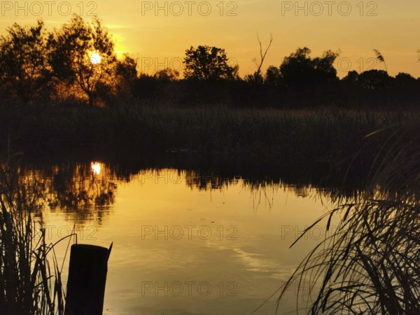 The Spree at sunset with reflecting water and reeds (phragmitis australis), Brandenburg