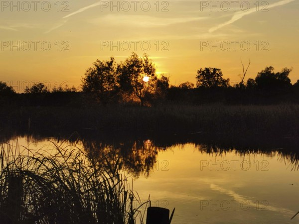 A picturesque sunset over the calm Spree with reeds (phragmitis australis), Brandenburg
