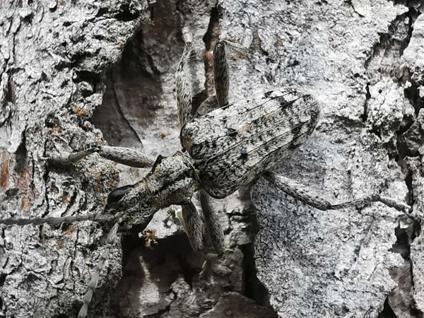 Close-up of a shotbuck (Rhagium inquisitor), well camouflaged on the bark of a tree, Thuringian Forest nature park Park