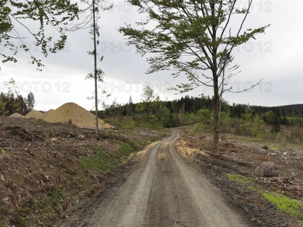 An unpaved path through a spruce forest (picea) destroyed by the bark beetle (Scolytinae) with piles of residual wood under a cloudy sky, climate change in the Franconian Forest nature park Park