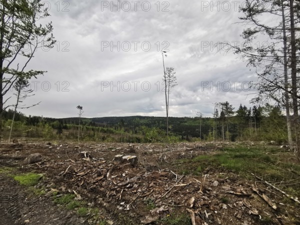 A spruce forest (picea) destroyed by the bark beetle (Scolytinae) with tree stumps under a cloudy sky, climate change in the Franconian Forest nature park Park