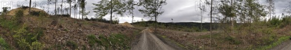Panorama, A path through deforested spruce forest (picea) destroyed by the bark beetle (Scolytinae) with tree stumps under a cloudy sky, climate change in the Franconian Forest nature park Park flanked by piles of wood, Franconian Forest Nature Park