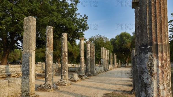 Palestra, Ancient columns flank a rocky path under a blue sky with trees in the background, Archaeological Site, Ancient Olympia, Olympia, Peloponnese, Greece