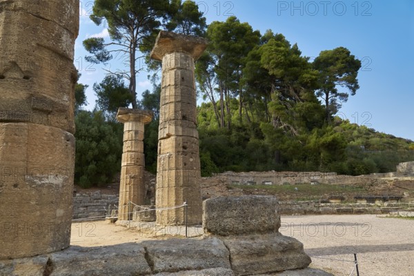 Temple of Hera, Temple of Hera, Heraion, Ancient column ruins against a wooded backdrop, Archaeological Site, Ancient Olympia, Olympia, Peloponnese, Greece