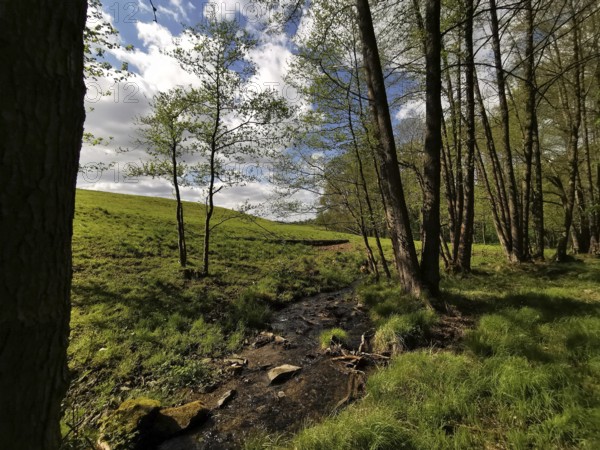 A small stream crosses a quiet forest clearing under a blue sky with rays of sunshine, hiking in the Thuringian Forest nature park Park