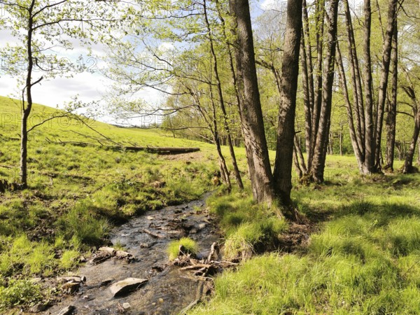 A small stream flows through a sunlit meadow, surrounded by trees in spring, hiking in the Thuringian Forest nature park Park