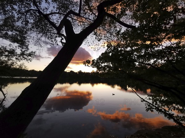 Dramatic silhouette of a tree reflected in a calm lake at sunset, Weissensee, Berlin