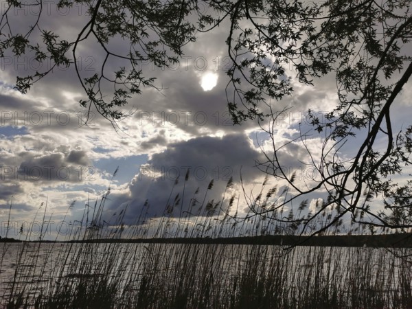 Creative silhouette of reeds (phragmites australis) and trees in front of a cloudy sky with sunbeams, Tegeler See, Berlin