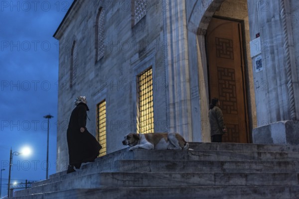 Istanbul, Turkey. January 3rd 2025. A Muslim woman passes a typical Istanbul street dog sitting on the steps at the entrance of Yeni Camii or New Mosque in Eminonu near the Galata Bridge, Turkey