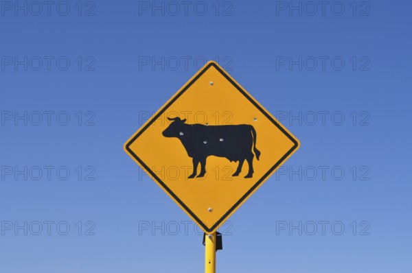 A sign with a cow symbol and a few bullet holes under clear blue sky, Monument Valley, Navajo Tribal Park, Navajo Nation Reservation, Utah, Arizona, USA