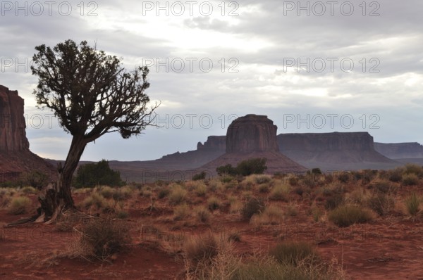 Single tree stands in the red desert with impressive mountain scenery, Monument Valley, Navajo Tribal Park, Navajo Nation Reservation, Utah, Arizona, USA