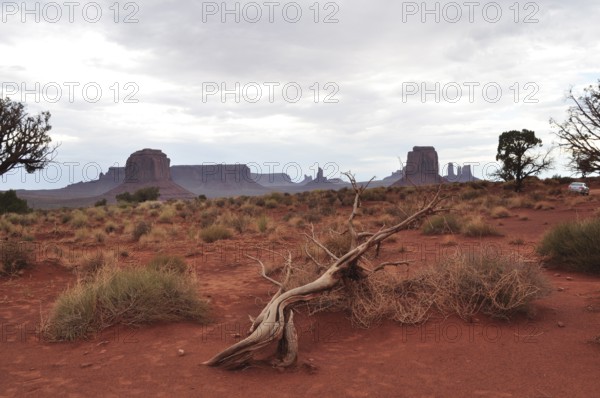 Lonely, dead wood in a red desert landscape with rocks in the background, Monument Valley, Navajo Tribal Park, Navajo Nation Reservation, Utah, Arizona, USA