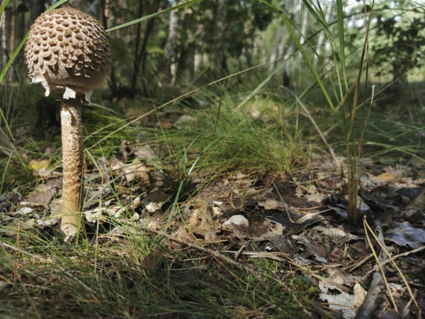 A single giant umbrella mushroom (Macrolepiota procera) on the forest floor, surrounded by grass and leaves, Poland