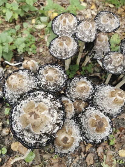 Close-up view from above of a group of crested smelt (coprinus comatus) with textured surface and dark edges, Baltic Sea, Germany