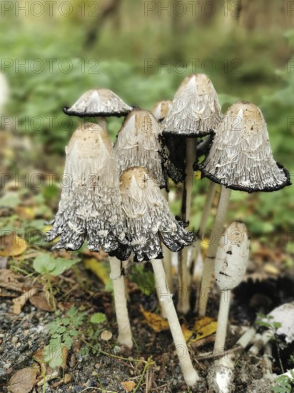 Close-up of several crested smelt (coprinus comatus) in the forest, showing texture-rich caps, Baltic Sea, Germany