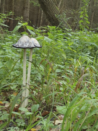 Two crested tintinnabuli (Coprinus comatus) in a green forest with lush vegetation in the background, Baltic Sea, Germany