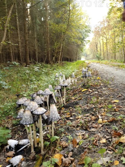 A group of crested minnows (coprinus comatus) along a forest path with foliage on the ground, Baltic Sea, Germany