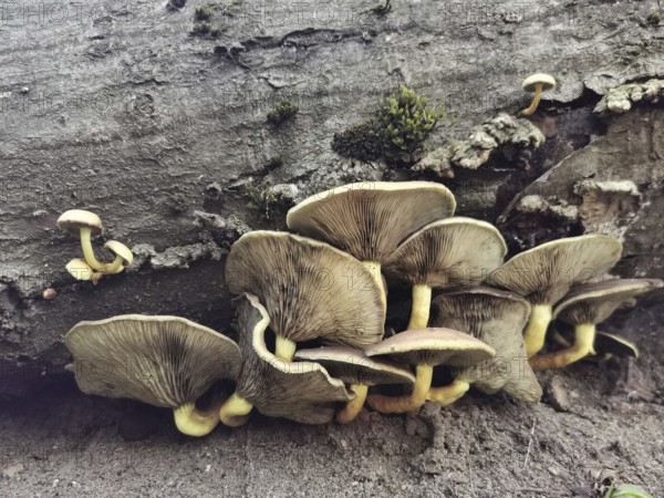 A group of late oyster mushrooms (panellus serotinus) growing on a fallen tree trunk in the forest, Beelitz, Germany
