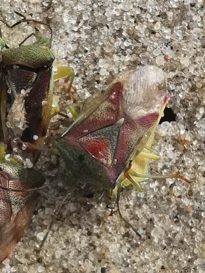 Colourful shield bugs (elasmostethus interstinctus) in close-up on a stony ground with detailed patterns and textures, Vistula Spit, Baltic Sea, Poland