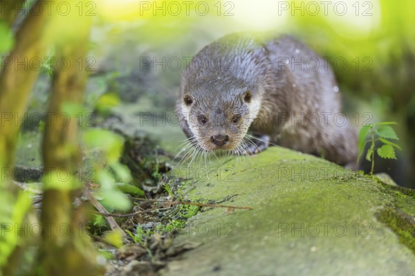Eurasian otter (Lutra lutra) walking on a rock, Bavaria, Germany
