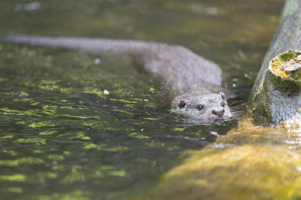 Eurasian otter (Lutra lutra) swimming in the water of a little lake, Bavaria, Germany