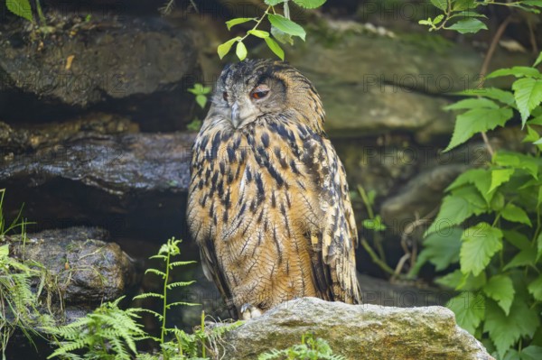 Eurasian eagle-owl (Bubo bubo) sitting on a rock in a stone wall, Bavaria, Germany