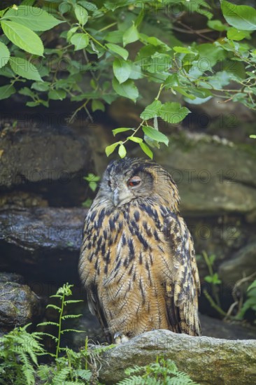Eurasian eagle-owl (Bubo bubo) sitting on a rock in a stone wall, Bavaria, Germany