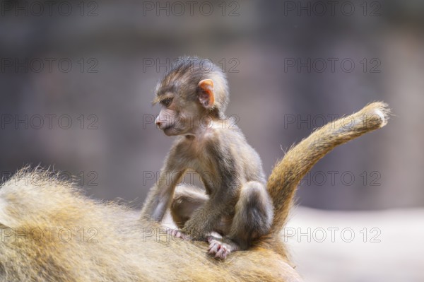 Guinea baboon (Papio papio) youngster hanging on its mothers back, Bavaria, Germany Europe