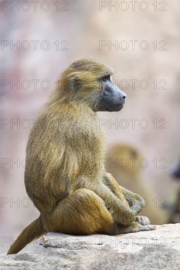 Guinea baboon (Papio papio) sitting on a rock, captive, Bavaria, Germany Europe