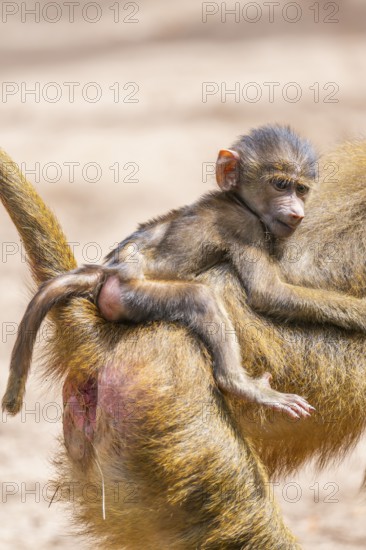 Guinea baboon (Papio papio) youngster hanging on its mothers back, Bavaria, Germany Europe