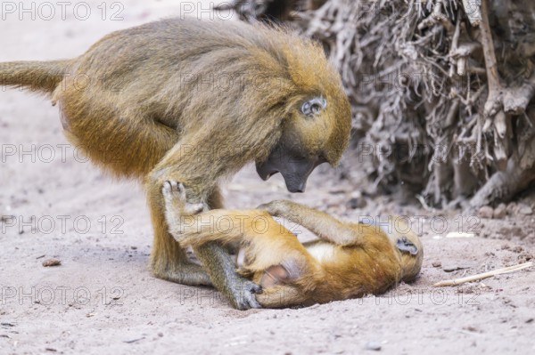 Two Guinea baboons (Papio papio) arguing with each other, Bavaria, Germany Europe