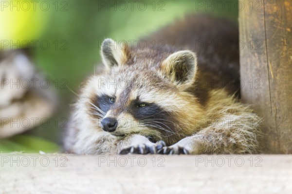 Common raccoon (Procyon lotor) lying on the ground, Bavaria, Germany