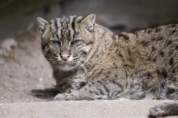 Fishing cat (Prionailurus viverrinus) lying on the ground, Portrait, Germany