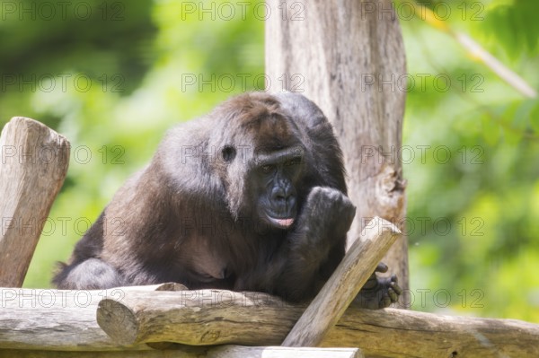 Western lowland gorilla (Gorilla gorilla gorilla) lying on wood, captive, Bavaria, Germany