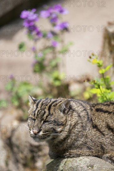 Fishing cat (Prionailurus viverrinus) lying on the ground, Portrait, Germany