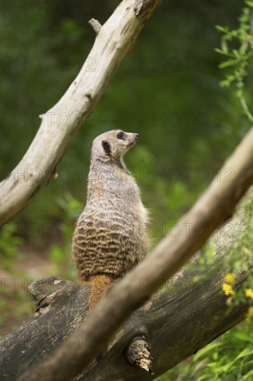 Close-up of a meerkat or suricate (Suricata suricatta) sitting on a tree trunk, Germany
