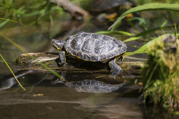 Red-eared slider (Trachemys scripta elegans) on a tree trunk, in the water of a little lake, Germany