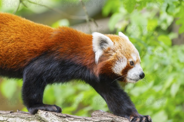 Red panda (Ailurus fulgens) on a branch in a tree, captive, Germany