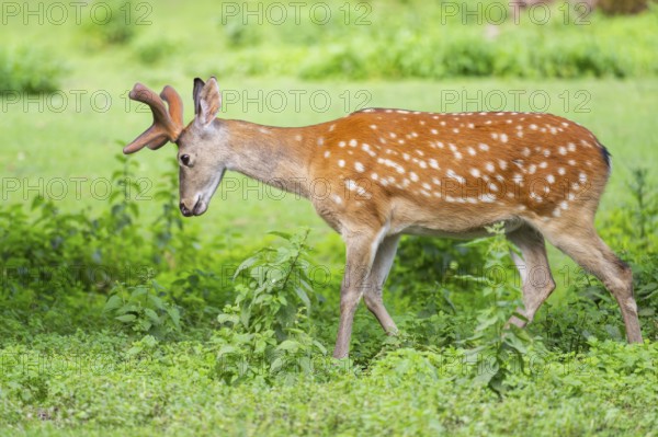 Sika deer (Cervus nippon) male walking on a meadow, Bavaria, Germany