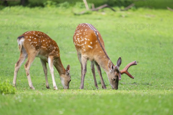 Sika deer (Cervus nippon) male and female standing on a meadow, Bavaria, Germany